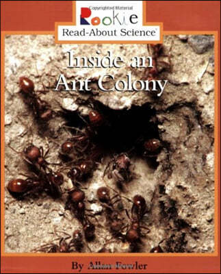 Inside an Ant Colony