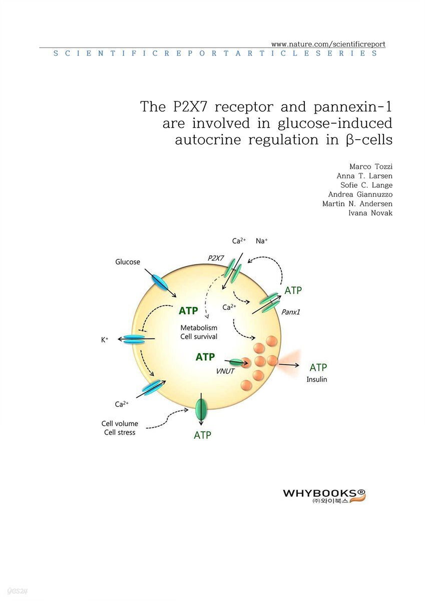 The P2X7 receptor and pannexin-1 are involved in glucose-induced autocrine regulation in β-cells
