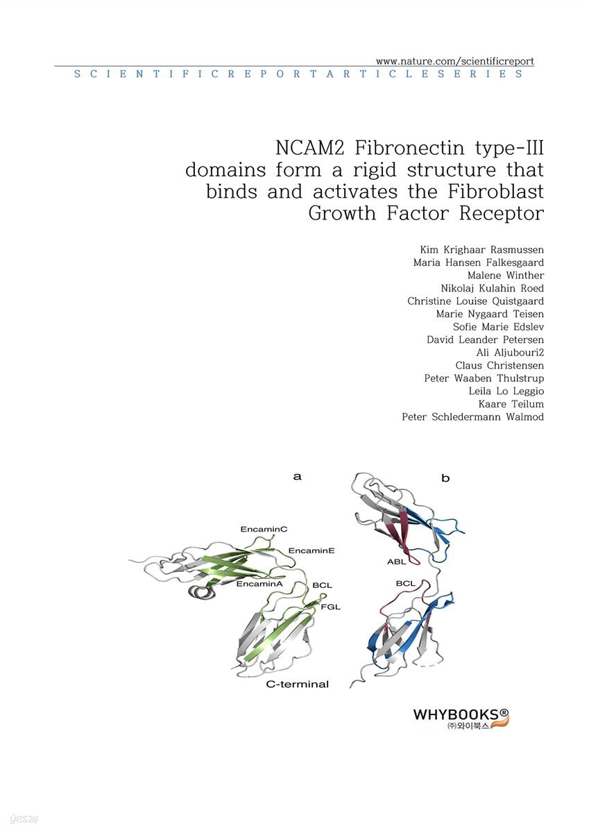 NCAM2 Fibronectin type-III domains form a rigid structure that binds and activates the Fibroblast Growth Factor Receptor