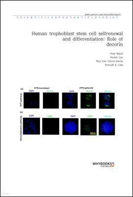 Human trophoblast stem cell self-renewal and differentiation; Role of decorin