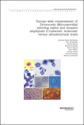 Europe-wide reassessment of Dictyocoela (Microsporidia) infecting native and invasive amphipods (Crustacea); molecular versus ultrastructural traits