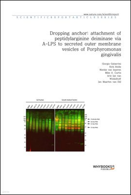 Dropping anchor; attachment of peptidylarginine deiminase via A-LPS to secreted outer membrane vesicles of Porphyromonas gingivalis