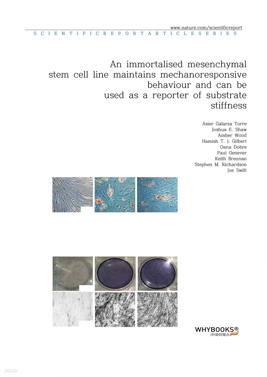 An immortalised mesenchymal stem cell line maintains mechano-responsive behaviour and can be used as a reporter of substrate stiffness