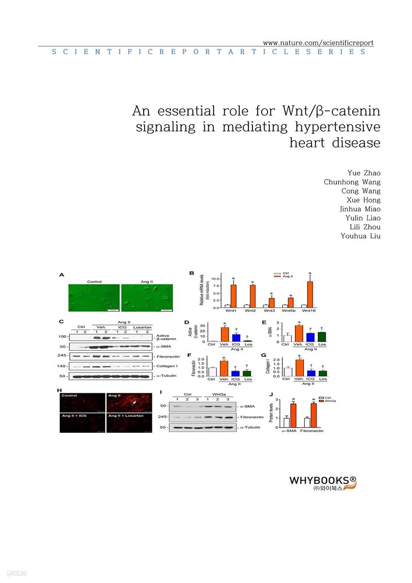 An essential role for Wnt β-catenin signaling in mediating hypertensive heart disease