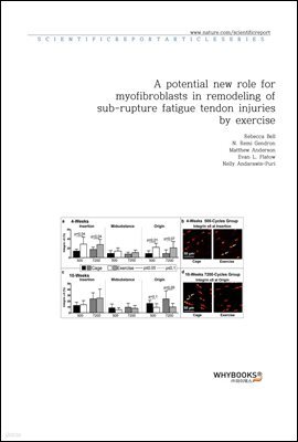 A potential new role for myofibroblasts in remodeling of sub-rupture fatigue tendon injuries by exercise