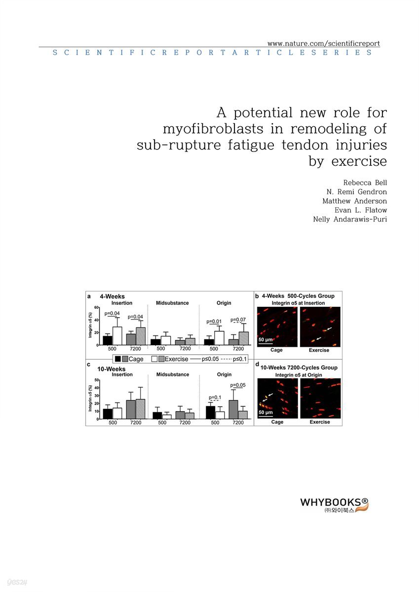 A potential new role for myofibroblasts in remodeling of sub-rupture fatigue tendon injuries by exercise
