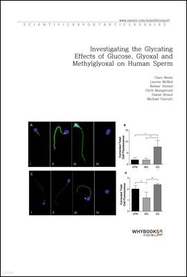 Investigating the Glycating Effects of Glucose, Glyoxal and Methylglyoxal on Human Sperm