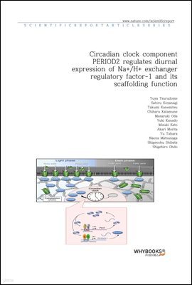 Circadian clock component PERIOD2 regulates diurnal expression of Na+H+ exchanger regulatory factor-1 and its scaffolding function