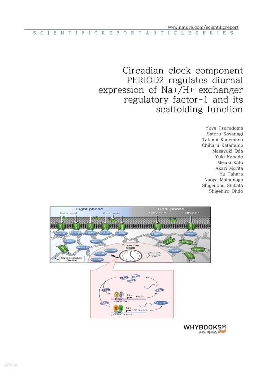 Circadian clock component PERIOD2 regulates diurnal expression of Na+H+ exchanger regulatory factor-1 and its scaffolding function