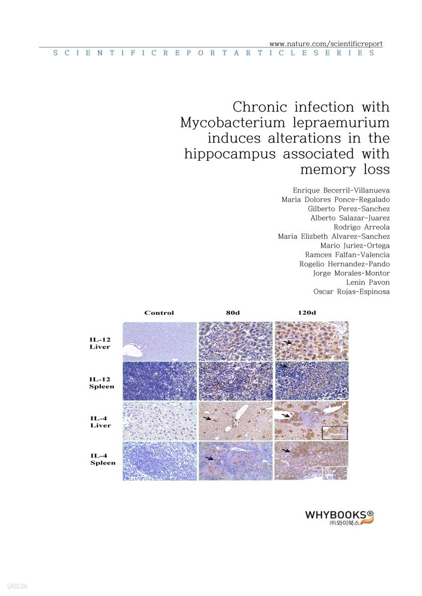 Chronic infection with Mycobacterium lepraemurium induces alterations in the hippocampus associated with memory loss