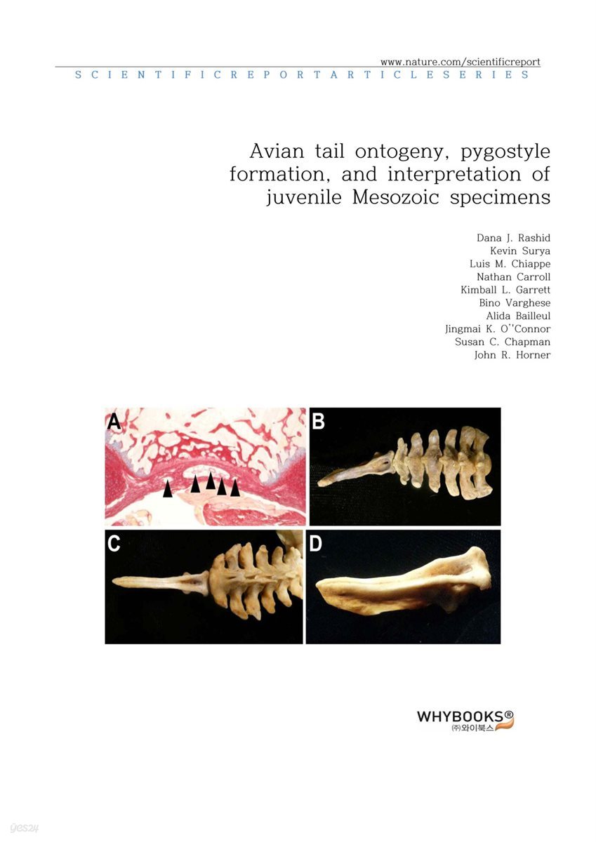 Avian tail ontogeny, pygostyle formation, and interpretation of juvenile Mesozoic specimens