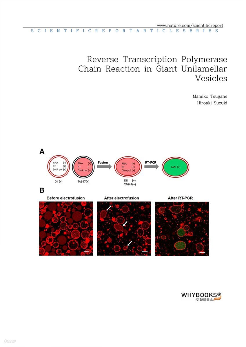 Reverse Transcription Polymerase Chain Reaction in Giant Unilamellar Vesicles