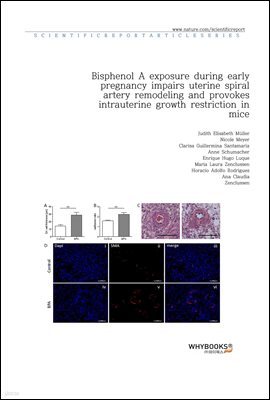 Bisphenol A exposure during early pregnancy impairs uterine spiral artery remodeling and provokes intrauterine growth restriction in mice