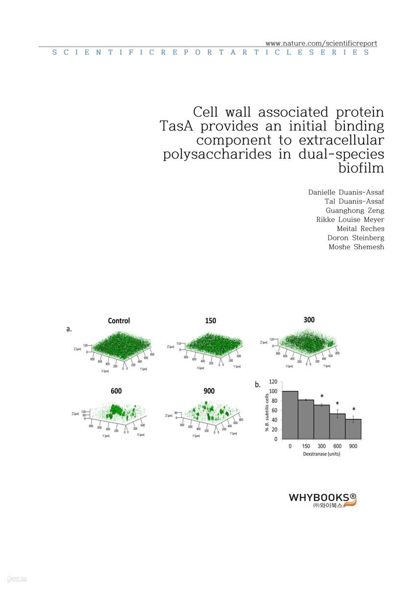 Cell wall associated protein TasA provides an initial binding component to extracellular polysaccharides in dual-species biofilm