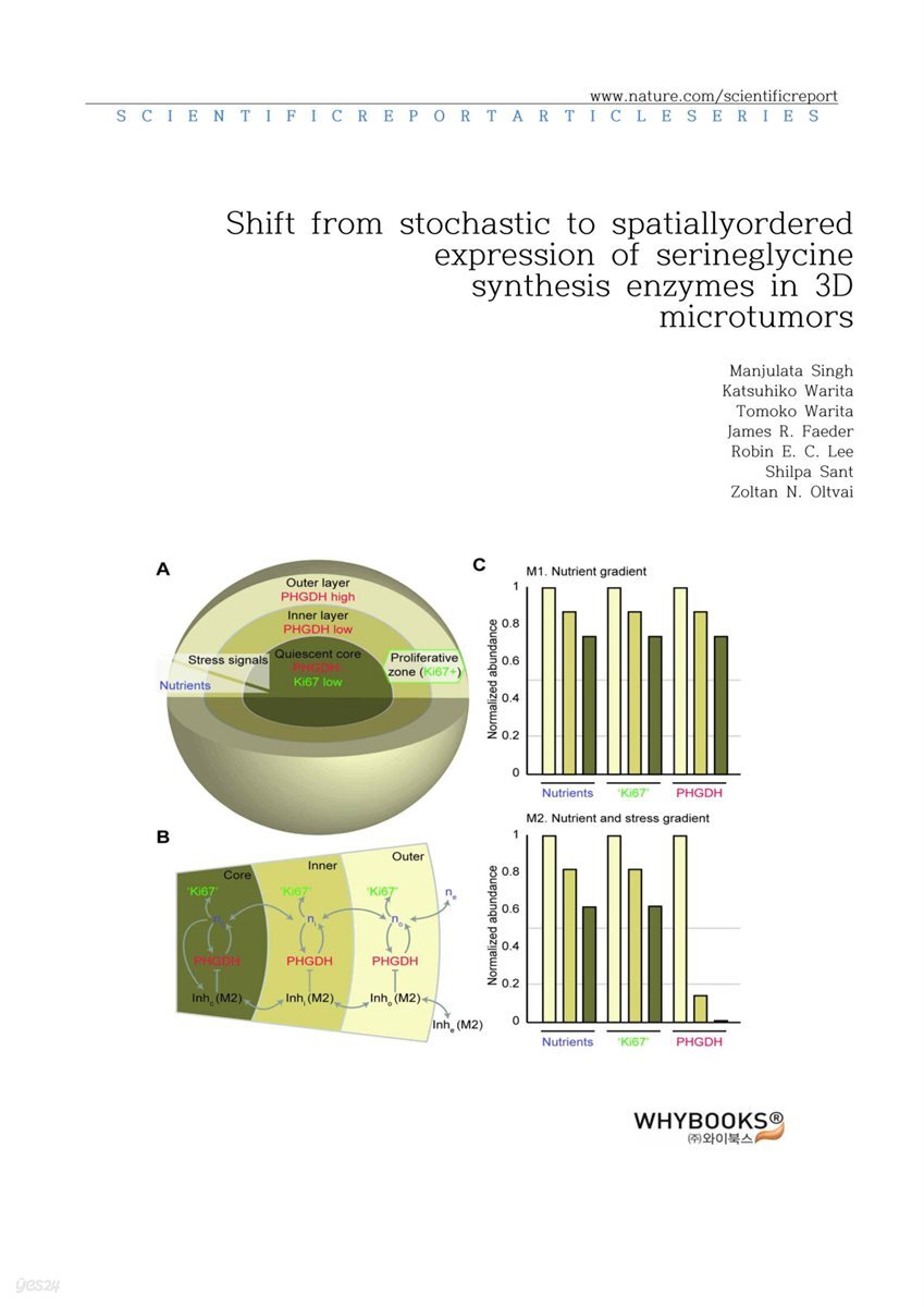 Shift from stochastic to spatially-ordered expression of serine-glycine synthesis enzymes in 3D microtumors