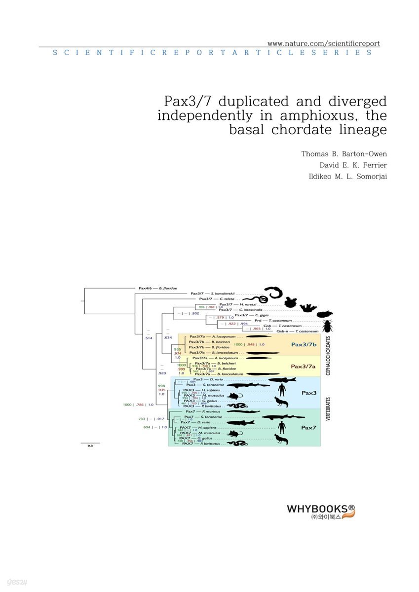 Pax37 duplicated and diverged independently in amphioxus, the basal chordate lineage