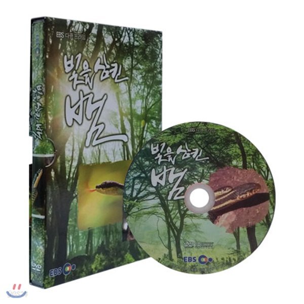 앙코르 빛을 삼킨 뱀