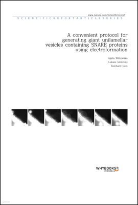 A convenient protocol for generating giant unilamellar vesicles containing SNARE proteins using electroformation