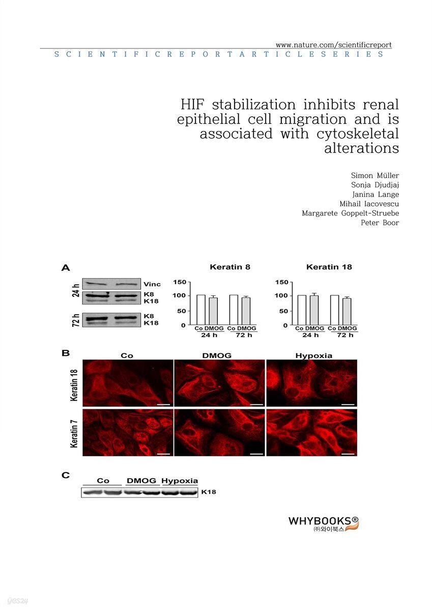 HIF stabilization inhibits renal epithelial cell migration and is associated with cytoskeletal alterations