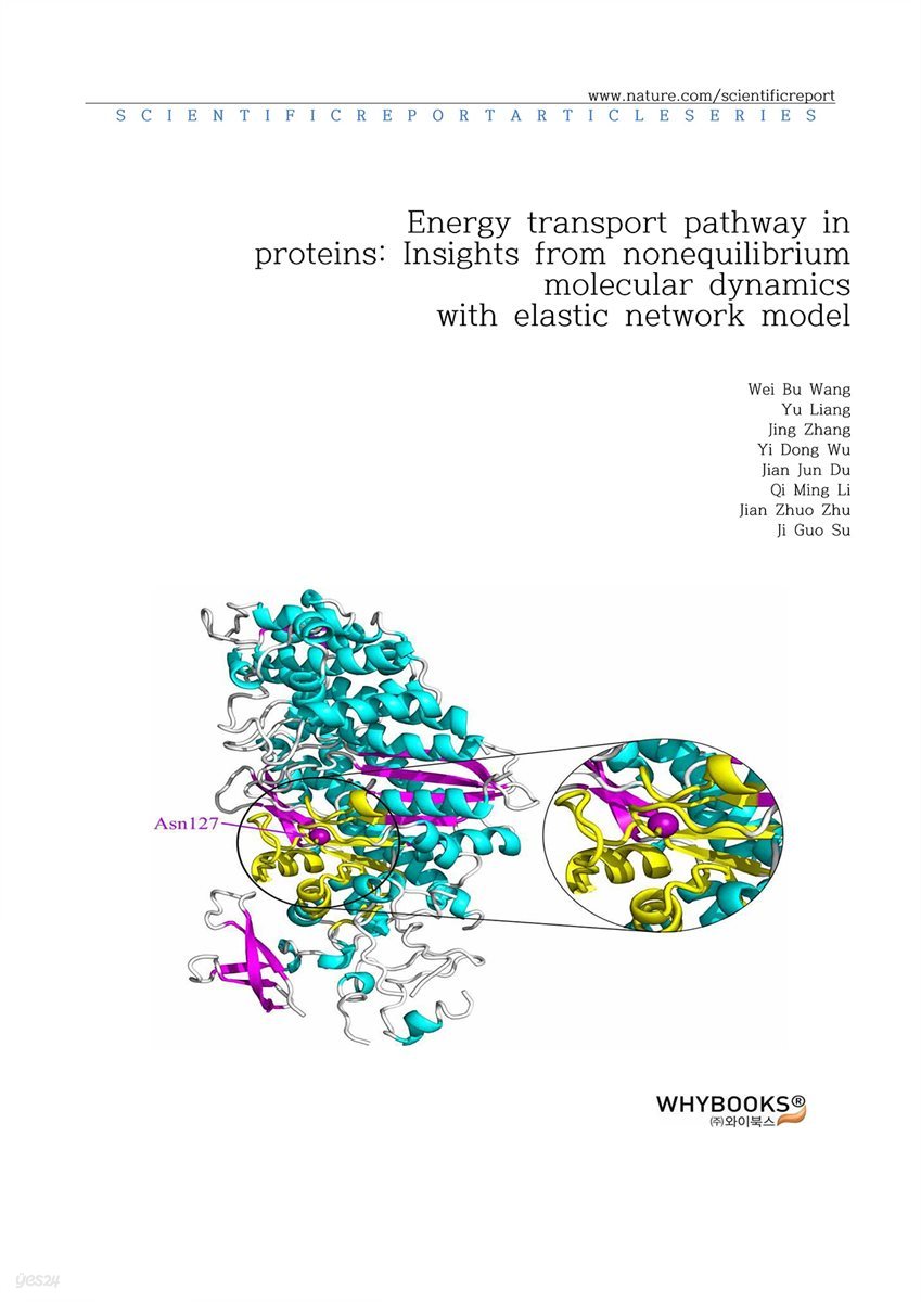 Energy transport pathway in proteins Insights from non-equilibrium molecular dynamics with elastic network model