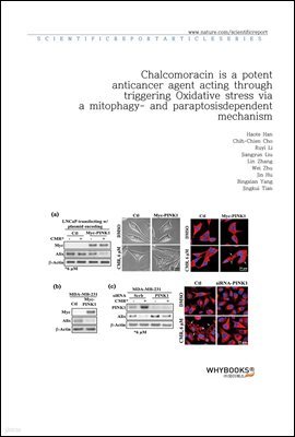 Chalcomoracin is a potent anticancer agent acting through triggering Oxidative stress via a mitophagy- and paraptosis-dependent mechanism