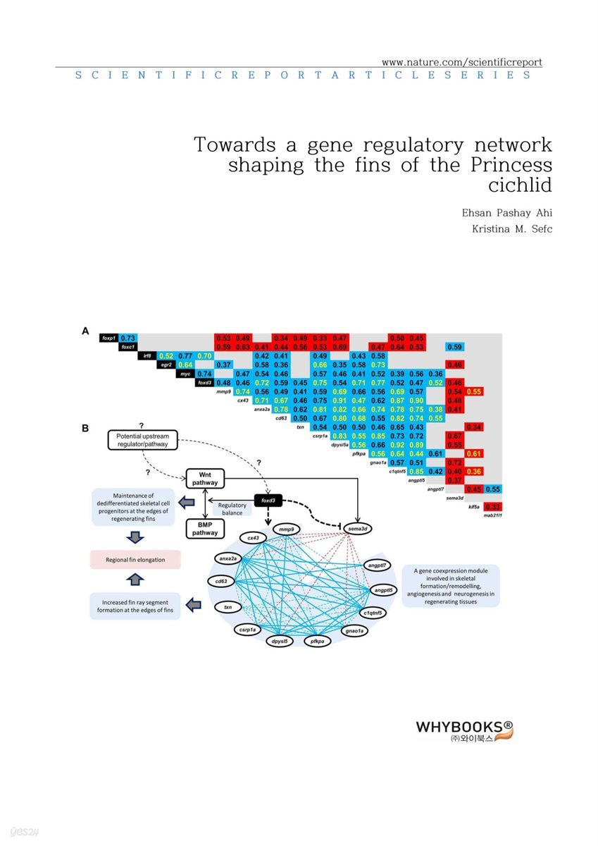 Towards a gene regulatory network shaping the fins of the Princess cichlid