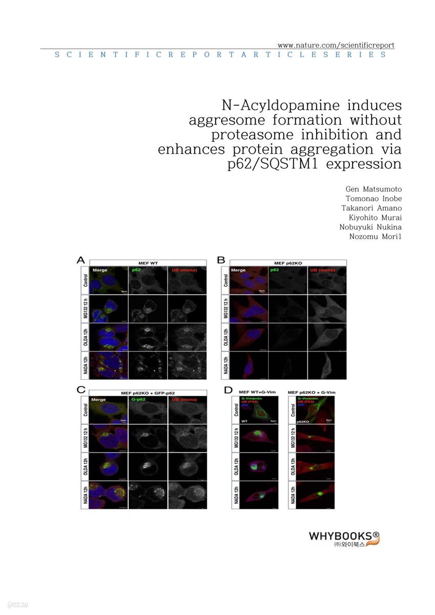 N-Acyldopamine induces aggresome formation without proteasome inhibition and enhances protein aggregation via p62SQSTM1 expression
