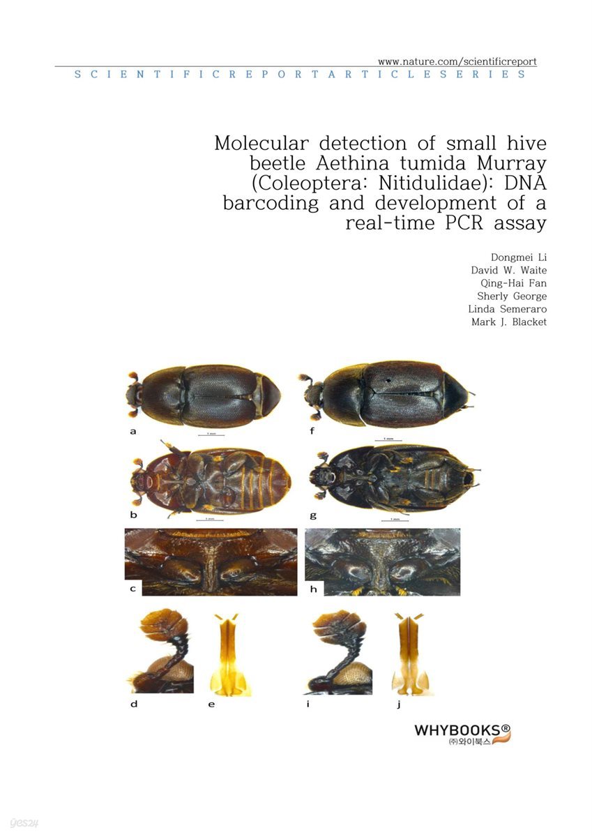 Molecular detection of small hive beetle Aethina tumida Murray (Coleoptera Nitidulidae) DNA barcoding and development of a real-time PCR assay