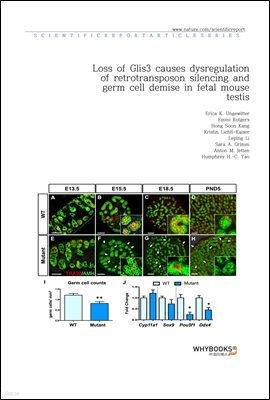 Loss of Glis3 causes dysregulation of retrotransposon silencing and germ cell demise in fetal mouse testis
