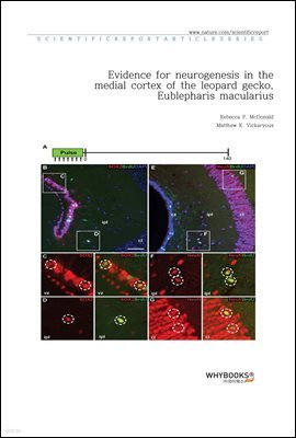 Evidence for neurogenesis in the medial cortex of the leopard gecko, Eublepharis macularius