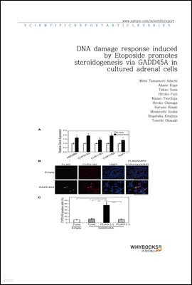 DNA damage response induced by Etoposide promotes steroidogenesis via GADD45A in cultured adrenal cells