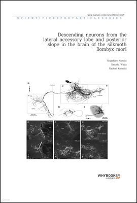 Descending neurons from the lateral accessory lobe and posterior slope in the brain of the silkmoth Bombyx mori