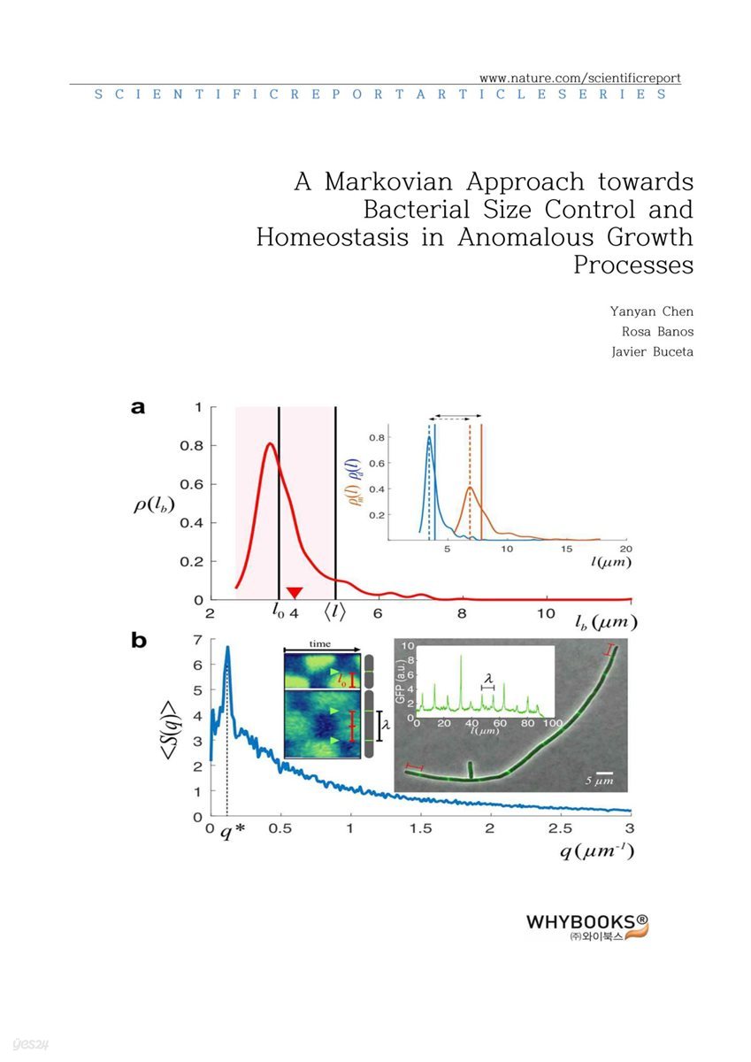 A Markovian Approach towards Bacterial Size Control and Homeostasis in Anomalous Growth Processes