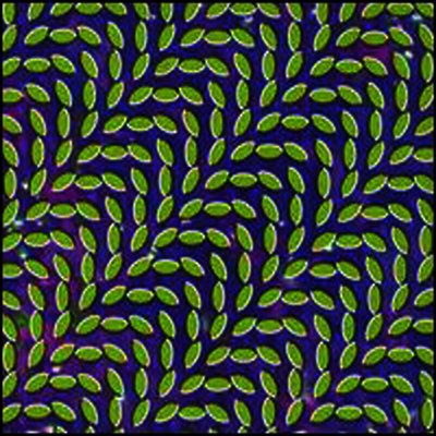 Animal Collective — Merriweather Post Pavilion 앨범 커버