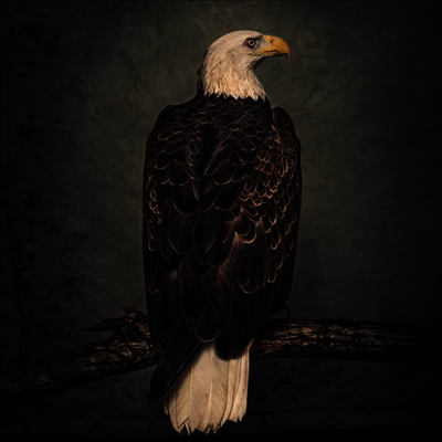 Clutch — Book Of Bad Decisions 앨범 커버