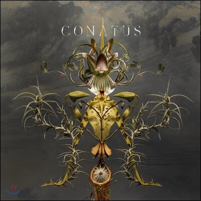Joep Beving — Joep Beving 윱 베빙: 코나투스 (Conatus) 앨범 커버