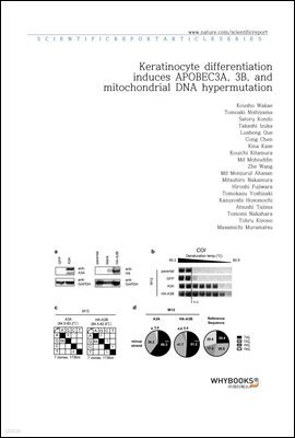 Keratinocyte differentiation induces APOBEC3A, 3B, and mitochondrial DNA hypermutation