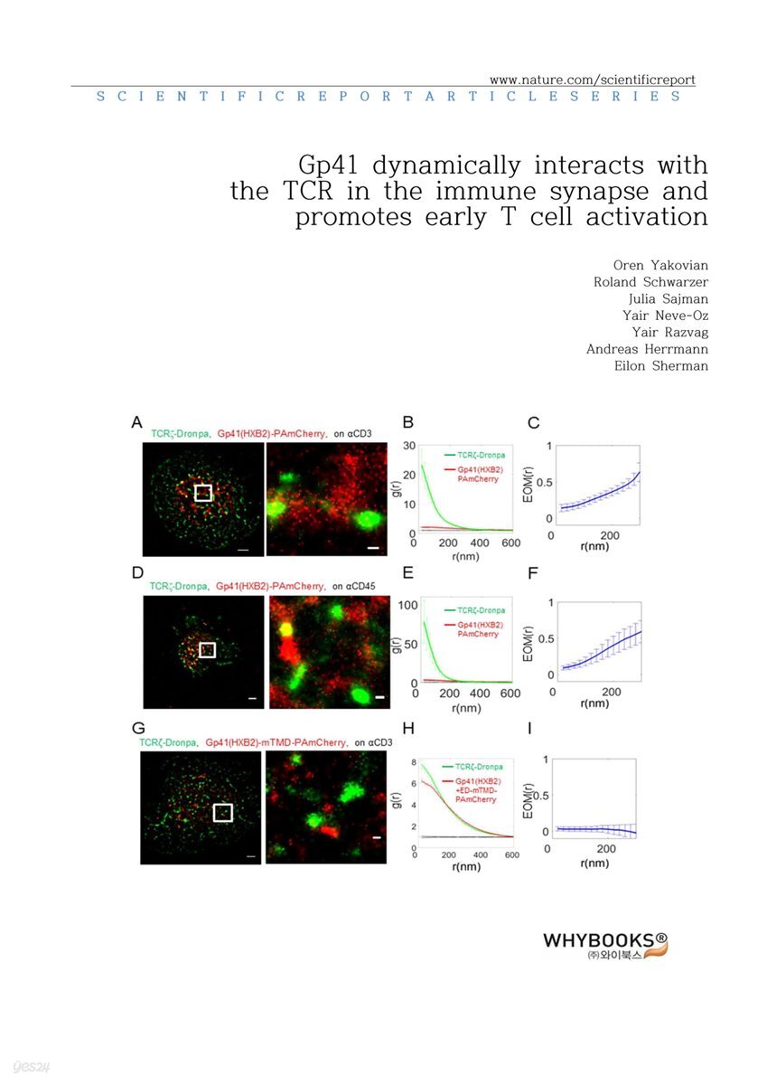 Gp41 dynamically interacts with the TCR in the immune synapse and promotes early T cell activation