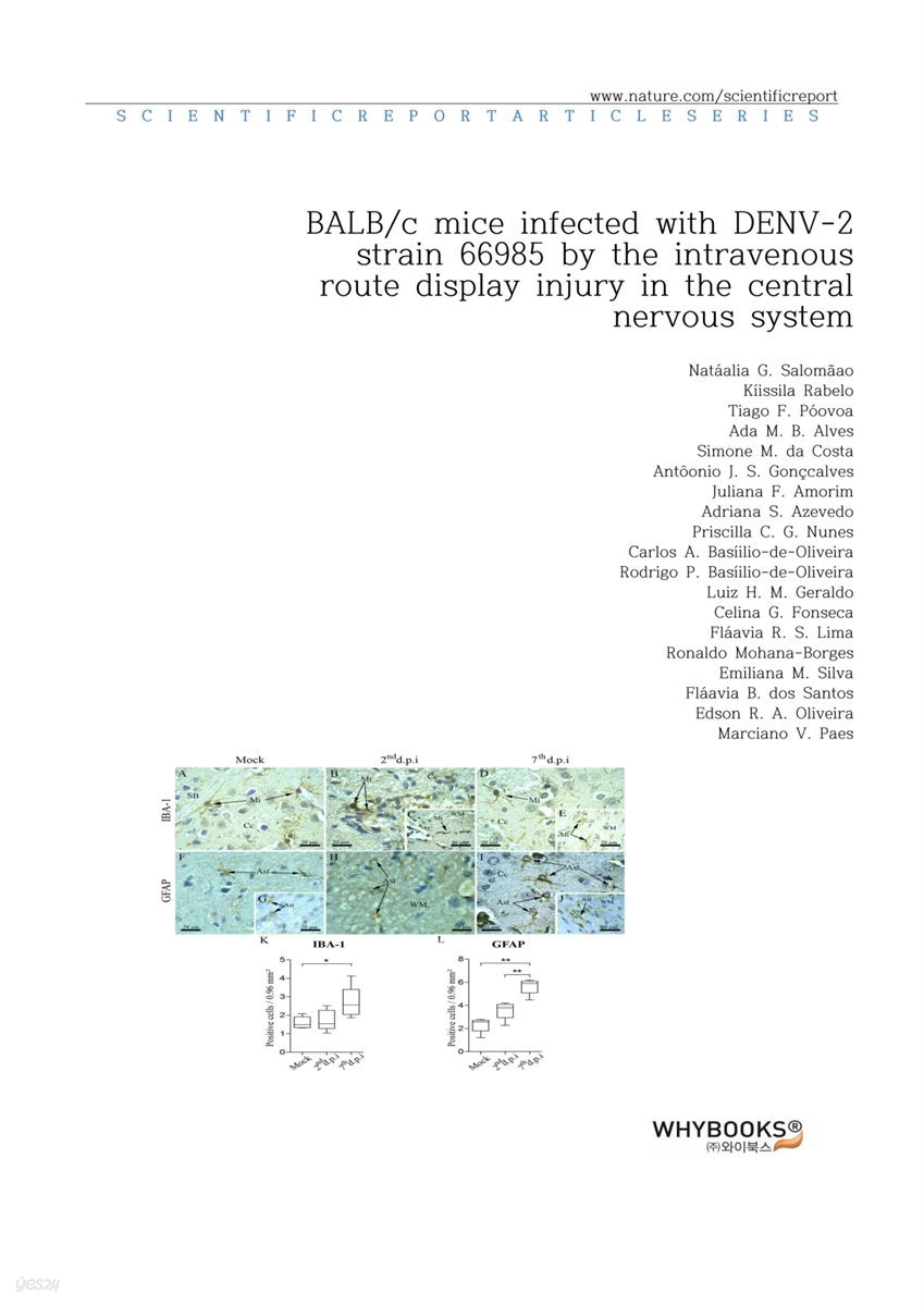 BALBc mice infected with DENV-2 strain 66985 by the intravenous route display injury in the central nervous system