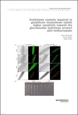 Arabidopsis mutants impaired in glutathione biosynthesis exhibit higher sensitivity towards the glucosinolate hydrolysis product allyl-isothiocyanate