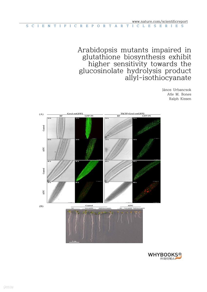 Arabidopsis mutants impaired in glutathione biosynthesis exhibit higher sensitivity towards the glucosinolate hydrolysis product allyl-isothiocyanate