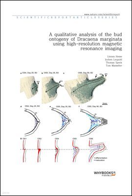 A qualitative analysis of the bud ontogeny of Dracaena marginata using high-resolution magnetic resonance imaging