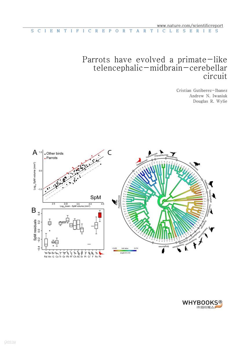 Parrots have evolved a primate-like telencephalic-midbrain-cerebellar circuit