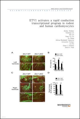 ETV1 activates a rapid conduction transcriptional program in rodent and human cardiomyocytes