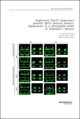 Engineered Hsp70 chaperones prevent A42-induced memory impairments in a Drosophila model of Alzheimers disease