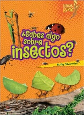 ¿Sabes Algo Sobre Insectos? (Do You Know about Insects?)