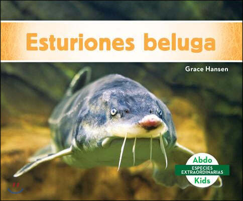 Esturiones Beluga (Beluga Sturgeons)