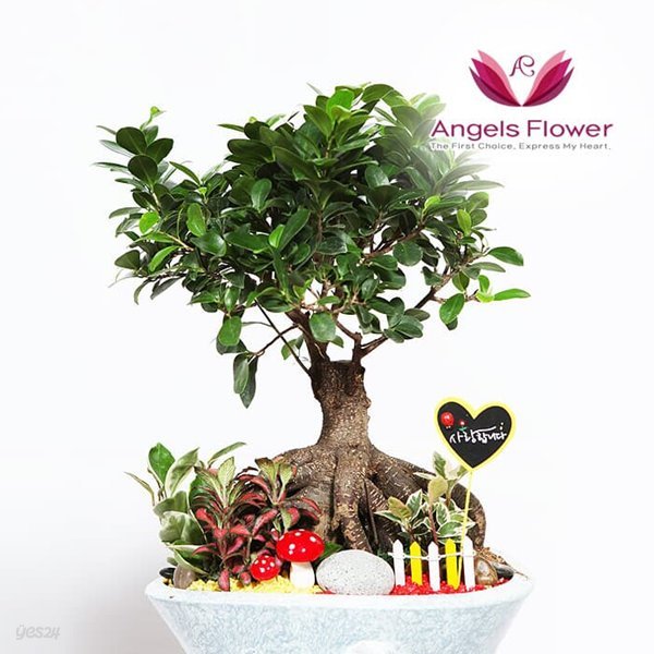 [엔젤스플라워] 인삼팬다 일반형 관엽식물 공기정화 전국 꽃배달서비스