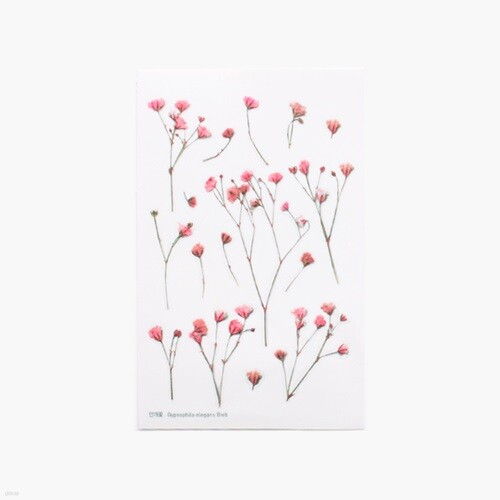 압화스티커_안개꽃