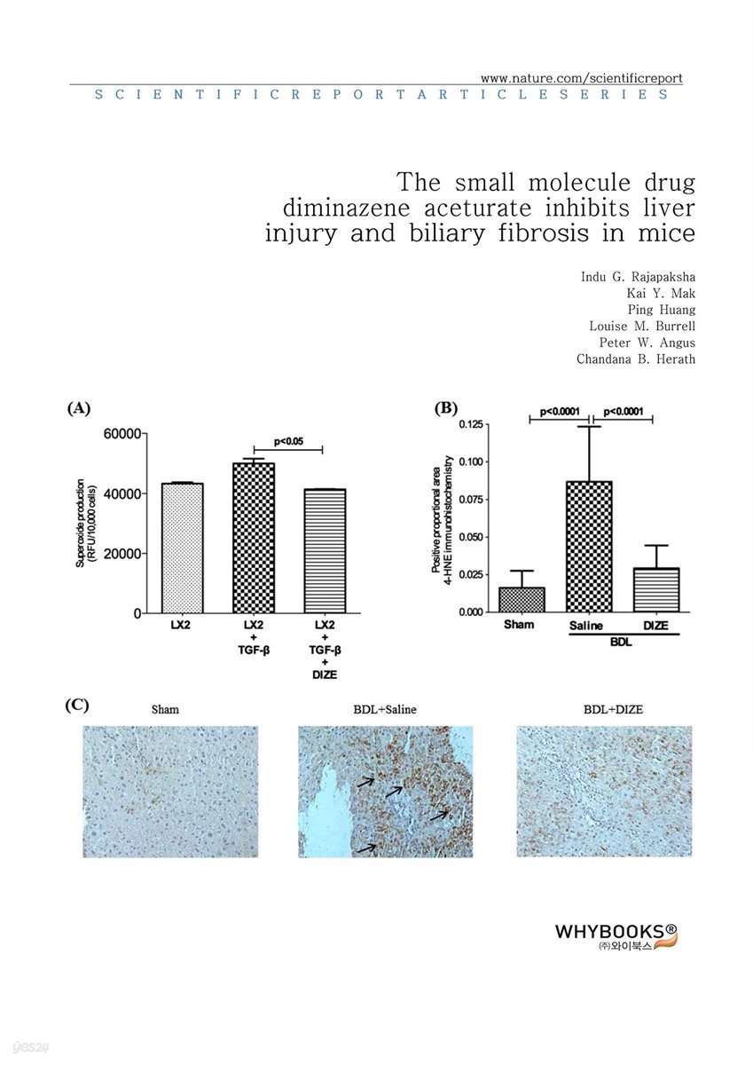 The small molecule drug diminazene aceturate inhibits liver injury and biliary fibrosis in mice